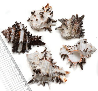 【貝殻パーツ】ノシメガンゼキ　Sサイズ　1個（ゆうパケット不可）