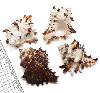 【貝殻パーツ】ノシメガンゼキ　Mサイズ　1個（ゆうパケット不可）