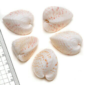 【貝殻パーツ】ハナヤカヒシガイ ピンク模様入り ハートガイ 1個（ゆうパケット配送可能商品）