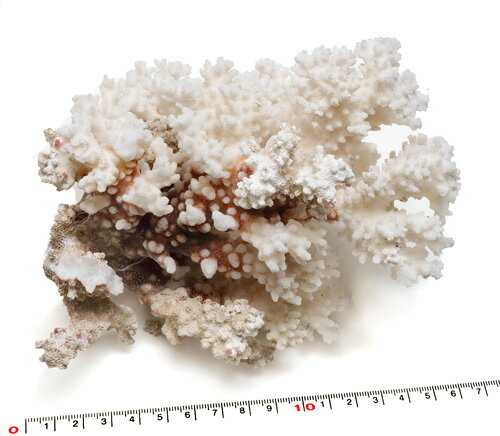 【インテリア用珊瑚パーツ】天然サンゴ　約17cm
