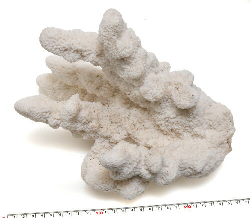 【インテリア用珊瑚パーツ】天然サンゴ　特大さんご　約26cm