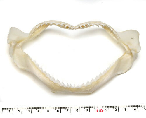 【標本パーツ】サメのあご　鮫の顎　サメの歯付き　約12〜13cm　1個　メジロザメ科
