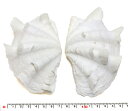 【貝殻パーツ】 天然シャコ貝 ヒレシャコガイ 2枚合わせ 未接着 約13.5cm 少々欠け有り 写真現品