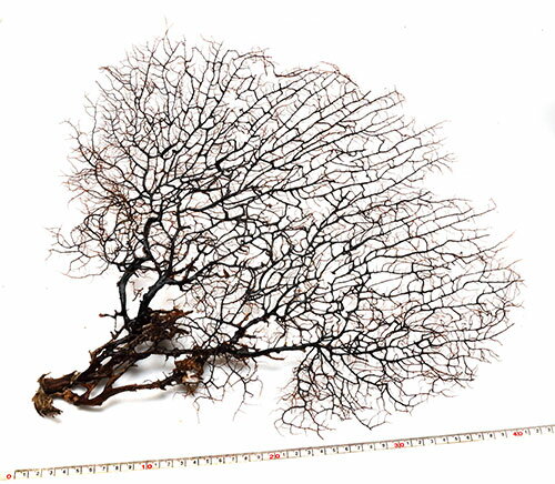 【貝殻パーツ】ウミウチワ No.8 特大サイズ アンティーク インテリアのサムネイル