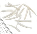 【小さな貝殻パーツ】ヤカドツノガイ (ゆうパケット配送可能商品)
