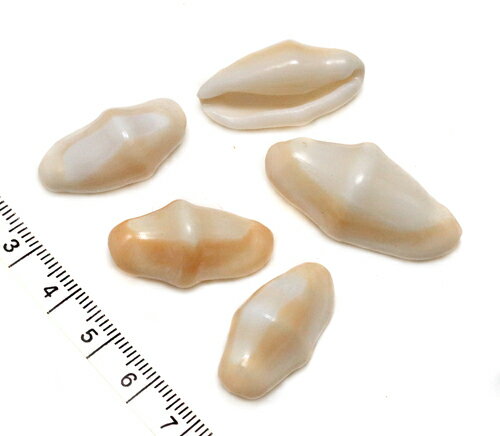 楽天1位獲得!!【小さな貝殻パーツ】フラミンゴシェル　カフスボタン 5個