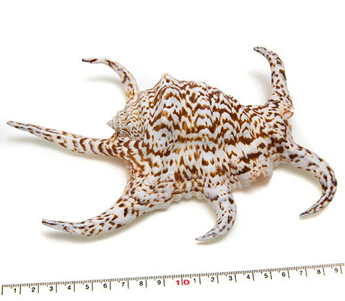 【貝殻パーツ】スイジガイ 水字貝 1個 写真現品　no.9