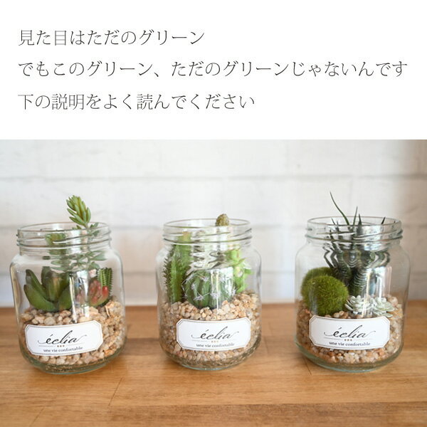 �����ޤ�������ʡ�CT���ޥե��������꡼�� �����ꥢ�١� ��� �ߥ� �ý� �������� �ɽ� �ɱ� ���� ������� �ꥢ�� ����ƥꥢ ���饹�� ¿����ʪ �󤻿��� �ȥ��� ���� ¤�� �͹����տ�ʪ ��ʪ �����ƥ��ե�����륰�꡼�� �ץ쥼��� �������� )