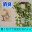CT触媒 フェイクグリーン カタバミ【消臭/フェイクグリーン/壁掛け/壁/CT触媒/観葉植物/フラワー/グリーン/防汚/抗菌/本物みたい/光触媒より便利/ハンギング/おしゃれ/インテリア/おすすめ】