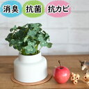 ミニ観葉植物 光触媒より便利な『CT触媒フェイクグリーン　クローバー陶器ポット入りMサイズ』( 卓上 ミニ 消臭 空気清浄 防臭 防汚 抗菌 おしゃれ リアル インテリア 鉢 ポット トイレ 玄関 造花 置物 人工観葉植物 アーティフィシャルグリーン プレゼント おすすめ )