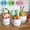 光触媒より便利な『CT触媒フェイクグリーン カラフル多肉植物3個セットA』( 卓上 ミニ 消臭 空気清浄 防臭 防汚 抗菌 おしゃれ リアル インテリア 鉢 多肉植物 寄せ植え トイレ 玄関 造花 人工観葉植物 置物 アーティフィシャルグリーン プレゼント おすすめ )