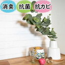 光触媒より便利な『CT触媒フェイクグリーン ユーカリ陶器ポット入りLサイズ』( 卓上 消臭 空気清浄 防臭 防汚 抗菌 おしゃれ リアル インテリア 鉢 ポット...