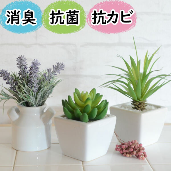 観葉植物