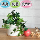 ミニ観葉植物 光触媒より便利な『CT触媒フェイクグリーン　シュガーバイン陶器ポット入りMサイズ 』 ( 卓上 ミニ 消臭 空気清浄 防臭 防汚 抗菌 おしゃれ リアル インテリア 鉢 ポット トイレ 玄関 造花 置物 人工観葉植物 アーティフィシャルグリーン プレゼント おすすめ )