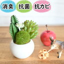 光触媒より便利な『CT触媒フェイクグリーン寄せ植え丸鉢』( 卓上 ミニ 消臭 空気清浄 防臭 防汚 抗菌 おしゃれ リアル インテリア 鉢 ポット 多肉植物 寄...