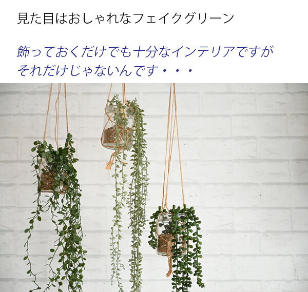 光触媒より便利な『 CT触媒フェイクグリーン　ハンギングエクリア 』 消臭 防臭 壁...