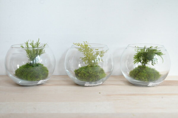 �� �ݥƥ�ꥦ�� �ٴ��տ�ʪ ��ʪ ��ʪ �ץꥶ���֥ɲù� ����եȥ⥹ ���饹 ���饹�ƴ� ������� �ʥ����� ����ץ� ����ƥꥢ ����ƥꥢ���� ���� ��ʪ �ý� �ȥ��� ���� ��ʪ ���� ���֥��� ������ ���֤� �ץ쥼��� ���ե� �ץ����ե� �������� �帯������