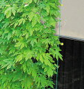 ●緑のカーテン サイドロープ付 緑のカーテンネット 3.6×5m アウトレット緑のカーテン カーテン 日陰 つる性植物 つる科植物 アサガオ ゴーヤ キュウリ ヘチマ 家庭菜園 サイドロープ