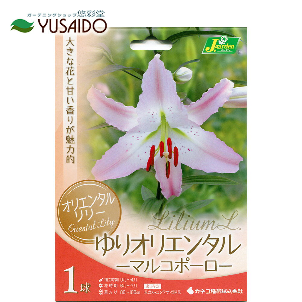 ●変わり咲きオリエンタル百合球根カ...
