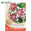 ●変わり咲き オリエンタル百合 球根 カネコ種苗 「キャンディークラブ」 花色:濃ピンク、白色 1球入秋..