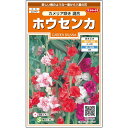 【@サカタのタネ 美咲花7590 ホウセンカ カメリア咲き混合】懐かしの植物タネ！生育が非常に早く、観察日記でも定番の植物。小学生の理科実習や自由研究、花育にお勧めです。花遊び 植物あそび 昭和 野草 鳳仙花 ほうせんか 工作 初心者 強い かんたん 育てやすい