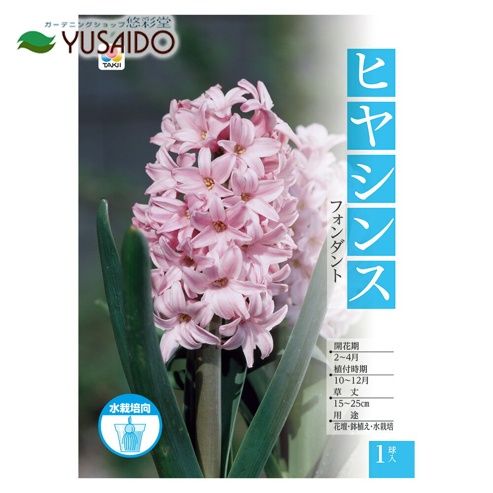 @球根 ヒヤシンス水栽培用 大球 「フォンダント」 花色：薄ピンク タキイ種苗 1球入のサムネイル