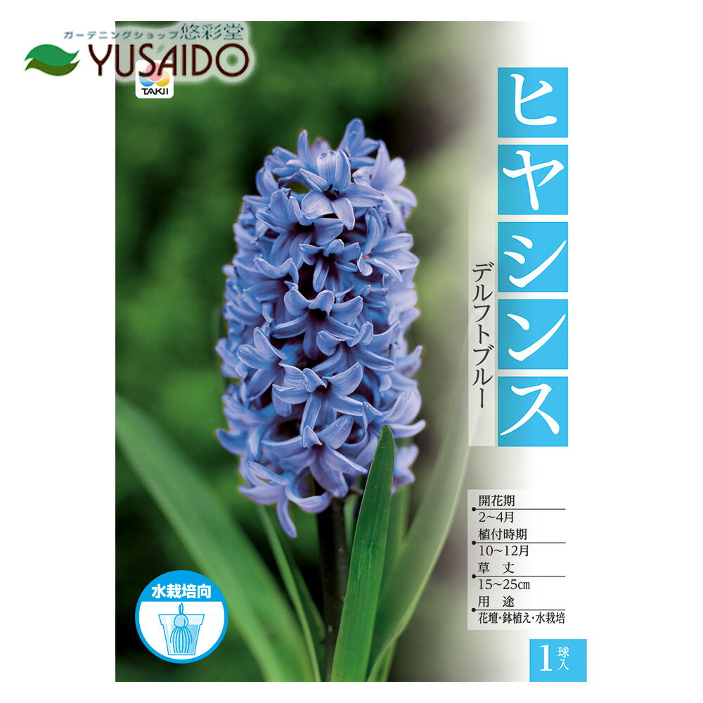【半額！最終値下げ50％OFF】@球根 ヒヤシンス水栽培用 大球 「デルフトブルー」 花色：青 タキイ種苗 1球入のサムネイル