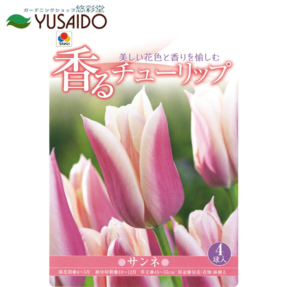 ●チューリップ球根タキイ種苗香るチ...