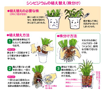 花ごころ 洋らんの培養土 5リットル