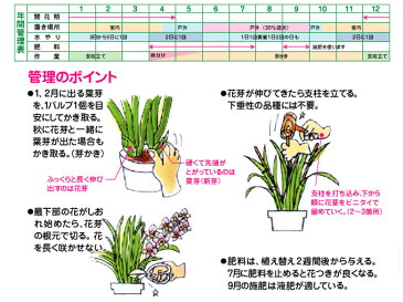 花ごころ 洋らんの培養土 5リットル