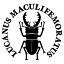 ڥߥޥ塞 Ver.035 åƥ󥰥ƥå ߥ˥ 3 11.5cm߹10.8cmLUCANUS MACULIFEMORATUS ϥɥᥤ
