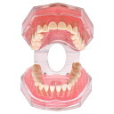 ■商品説明■ ■教育、説明、歯科医からの学習、患者とのコミュニケーションに使用されます。 ■すべての歯を取り外して再取り付けできます。視覚的に説明するとわかりやすいようで、とても上手になります。 ■歯の構造や並び方がわかりやすい歯列模型なので、子供の歯磨きの仕方や歯の本数を教えるのに役立ちます。 ■教材、研究、歯科病院等でのご利用はもとより、学校での歯磨き教育や、美術での人体構造学習にも幅広くご利用頂けます。 ◇ ご注意 ※日本語説明書は付属致しません。 ※仕様は予告なく変更する場合がございます。 ※ 全商品、「離島.一部地域」は別途 送料が掛かります。 ※検品を行っておりますが輸入品のため、多少の傷や汚れ等はご了承下さい。