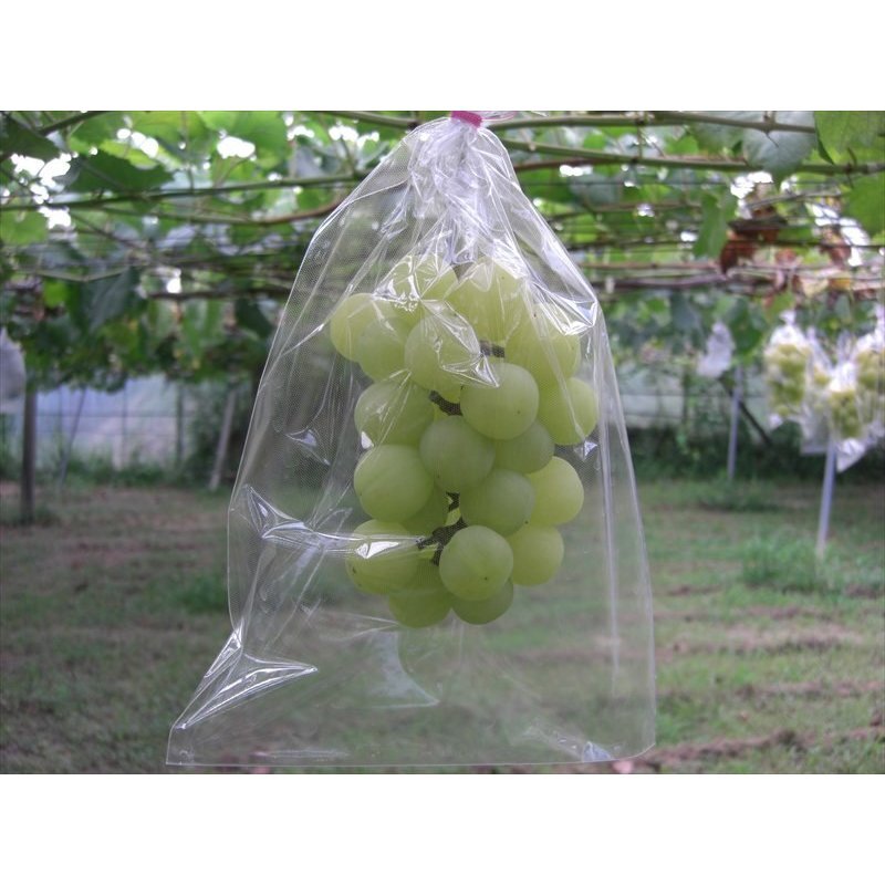 YUTAKAプラスの全透明微孔フィルム袋 ブドウ日光カバー袋 果物野菜ラップ袋 ブドウラップ袋 鳥や蚊の侵入を防ぐ 25*35mm 200枚/袋｜アングル3