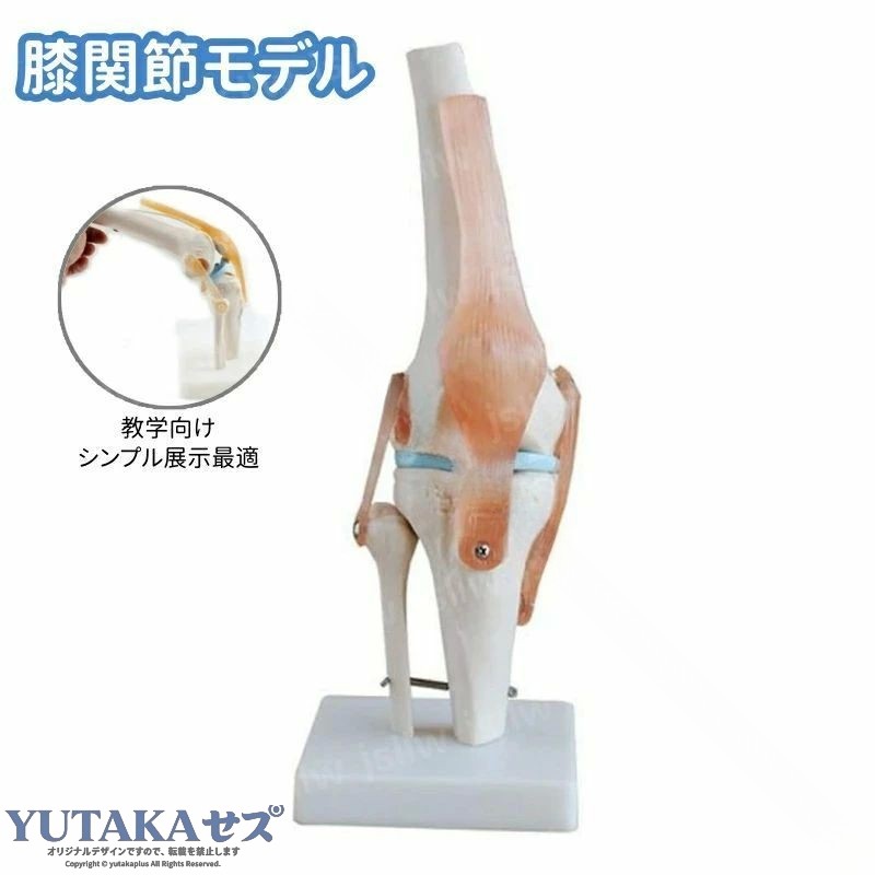 3F 【希少・機能模型】膝関節模型 膝関節機能模型 人体模型 医療 骨格 標本 v16671816aa85_1.jpg