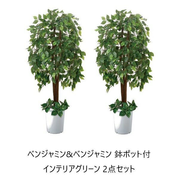 ＼300円OFFクーポン進呈中／【ランキング受賞】 花・観葉植物 観葉植物 ベンジャミン&ベンジャミン 鉢ポット付 インテリアグリーン 2点セットa25849 水やり不要 造木 ボリューム 自然 間仕切り