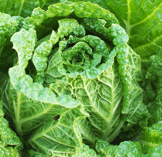 無農薬白菜【8個】（大小あり）★無農薬・無添加★宮崎県・野口オーガニックファームのサムネイル