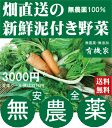 旬の無農薬100%野菜セット3000円(送料無料・火、金曜日発送)★有機家の長年の人気野菜セット★卵同梱セットや牛乳同梱セットも有ります。