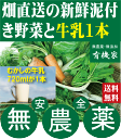 旬の無農薬100％野菜セットと「むかしの牛乳」720ミリリットル1本（送料無料・月、金曜日発送）★有機家の長年の人気野菜セット★クール冷蔵便配送★送料無料