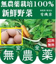 旬の無農薬100％野菜セットと平飼い卵10個セット（送料無料