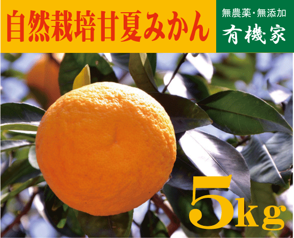 自然栽培・甘夏みかん5kg（15～20個）★静岡県産★無農薬・無化成肥料のサムネイル