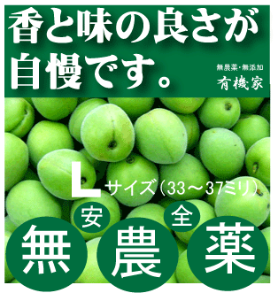 無農薬青梅1kg梅酒用（王隠堂）●Lサイズ・約33ミリから37ミリ★予約受付開始6月5日頃発送★奈良県産・三重県産★有機JAS（無農薬・無添加）★クール便配送★国内産100％★ヒョウ（氷の粒）の害あり。ご了承の上お求めください。