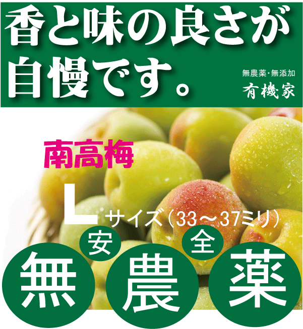 無農薬南高梅1kg梅干し用●Lサイズ★予約受付開始●6月下旬発送予定　★奈良県産・三重県産★有機JAS（無農薬・無添加）★クール便配送★国内産100％のサムネイル