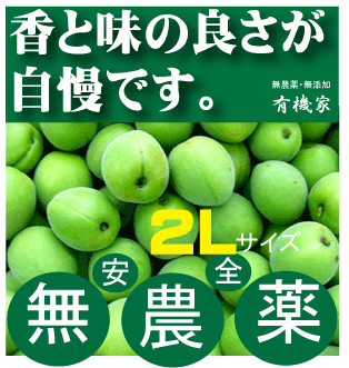 無農薬青梅1kg梅酒用（王隠堂）●2Lサイズ★予約受付開始6月5日頃発送★奈良県産・三重県産★有機JAS（無農薬・無添加）★クール便配送★国内産100％★ヒョウ（氷の粒）の害あり。ご了承の上お求めください。のサムネイル