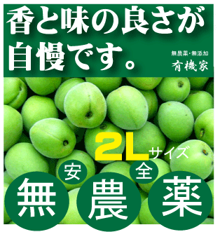 無農薬青梅1kg梅酒用（王隠堂）●2Lサイズ★予約受付開始6月5日頃発送★奈良県産・三重県産★有機JAS（無農薬・無添加）★クール便配送★国内産100％★ヒョウ（氷の粒）の害あり。ご了承の上お求めください。