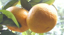 無農夏甘夏みかん10kg★愛媛県産★無農薬・無化成肥料のサムネイル