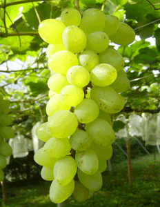 無農薬ぶどう★8月22日発送予定諏訪部さんの無農薬ぶどうピアレス1.6kg以上20箱限定販売開始のサムネイル