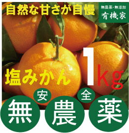 無農薬塩みかん・1kg★ノーワックス★熊本県岡島農園産★無農薬・無添加★10個〜15個くらいです。★11月中は早生みかんです。のサムネイル