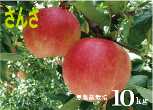 無農薬りんご「さんさ」10kg★小玉りんご★親子2代無農薬栽培・青森県「若葉農園」★土壌消毒・除草剤・化学農薬・化学肥料不使用★9月上旬発送予定★クール冷蔵便配送★約32〜50個前後のサムネイル