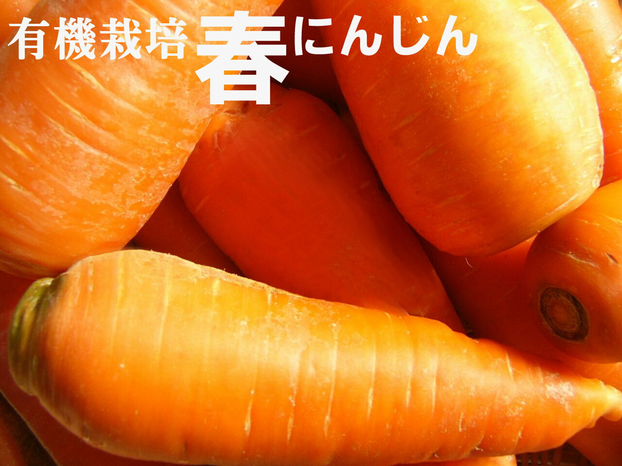 ◎生産者：さんぶ野菜ネットワーク (千葉県山武市）人参の大産地、千葉県産の春人参の出荷が始まりました。春人参はみずみずしく、サラダなどにも最適です。 【注】人参は冷蔵庫にて保管をお願いいたします。 【注】写真はイメージです。 5月〜10月の間はクール便でのお届けです。(クール便は別途216円)春人参はみずみずしく、サラダなどにも最適です。 人参の代表的栄養価と言えばご存知、 キャロットを語源とするカロテン。 このため人参は根菜唯一の緑黄色野菜です。 カロテンは抗発ガン作用や免疫賦活作用で知られていますが、 体内にビタミンAに変換され、粘膜や皮膚の健康維持、 喉や肺など呼吸器系統を守る働きがあるといわれます。 つまりコロナ対策にもいいということです。 油と相性がよい人参。 たっぷり人参を食べられる沖縄料理、 人参シリシリは常備菜としてもおすすめの料理です！ ガンの予防 赤血球の質を高めるのがポイント！ 血圧が気になる ニンジン・キャベツ・レタス・大根のミックスジュースで ダイエット 脂質代謝を高めてホルモンバランスを整える 老化防止 血液の質やバランス・ホルモンのバランスを整える。 無農薬ニンジンがお薦め 人参ジュースが今人気です。　　 無農薬栽培の人参です。 自然の甘みがあり安全なので ジュースに最適です。 日本全国がら安全な人参だけを選んでお届けいたします。 お野菜のお値段は毎週変ることもございますので その場合はメールでお知らせいたしますので ご了承ください。 人参健康法をなさっている方・もしくは始めようと 考えている方へ 1日2kgも生人参を食べるのは はっきりいって無理ですね。 でもジュースにしてバナナやレモンなどの 季節の野菜とミックスにしてならば 数回に分けて摂ることができるのでは ないでしょうか ニンジンの皮には大切な栄養分が 凝縮されています。 無農薬栽培ですので安心して 皮ごとジューサーにかけてください。 ★ お野菜の発送は月曜日と金曜日のみとなりますのでご了承ください。