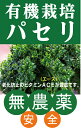 【入荷少量のため入荷次第の発送です】芽かぶら 1束（10本前後） 【愛知県産 ミニかぶら 野菜 珍しい野菜】